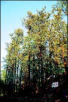 More than 200 years old, the dense cluster of silver oaks on the way to Table Land.