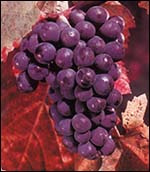 Grapes