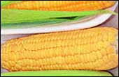 Corn